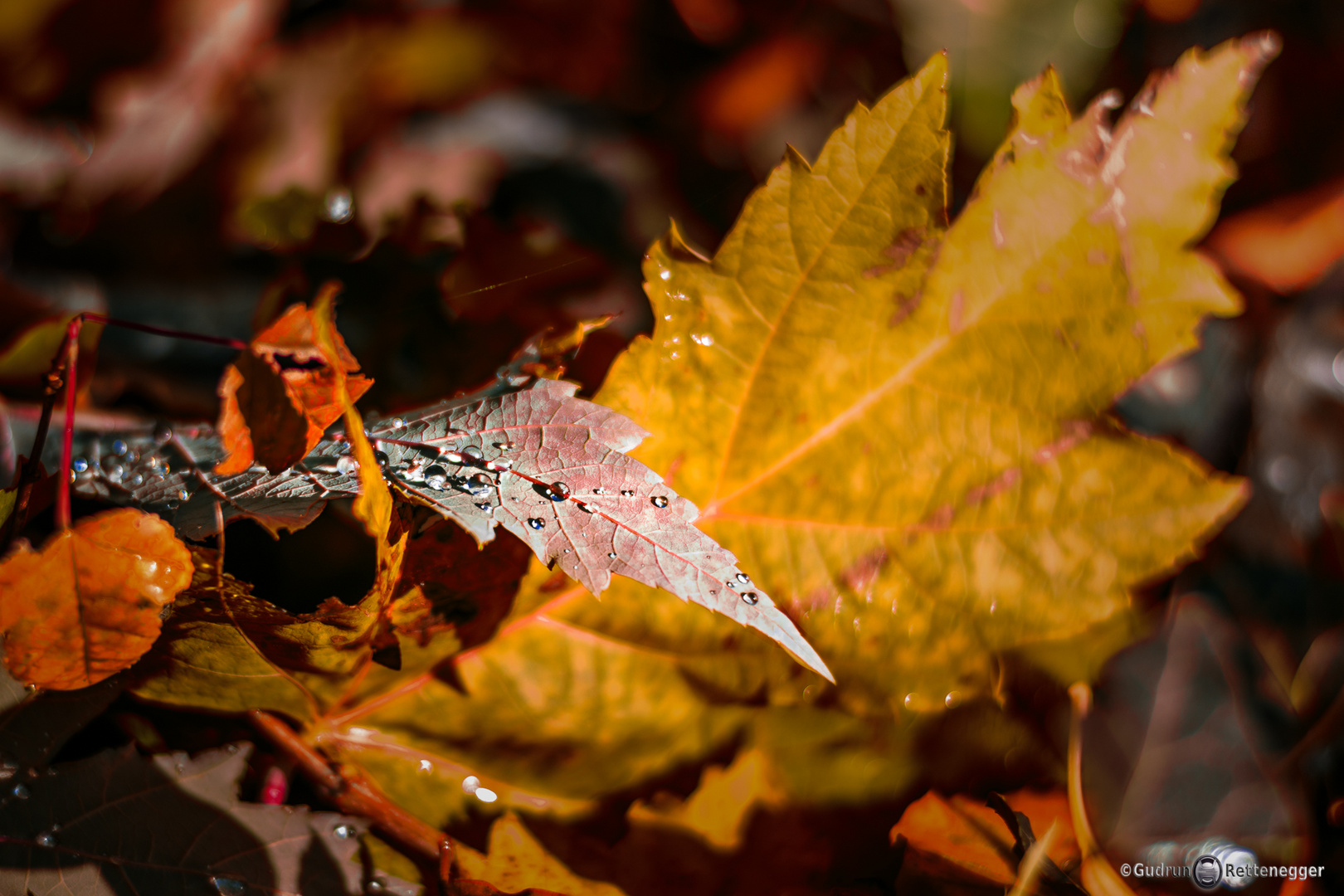 Herbstzeit "Wasserperlen"