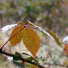 Herbstzeit- Zeit der Besinnlichkeit 