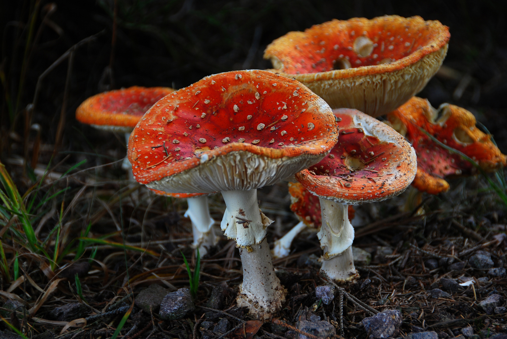 Herbstzeit, Zeit der Pilze!