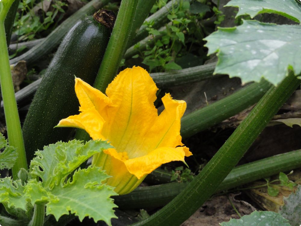 Herbstzeit-Zucchinizeit