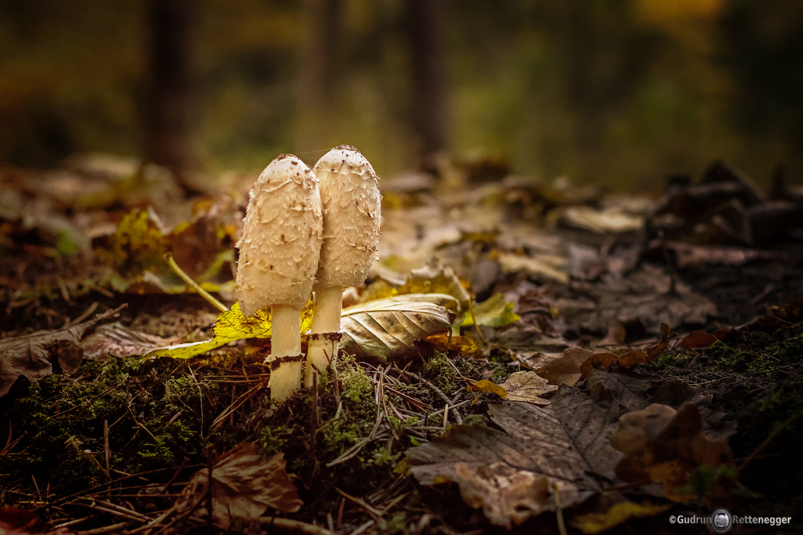 Herbstzeit "Zweisamkeit"