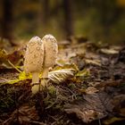 Herbstzeit "Zweisamkeit"