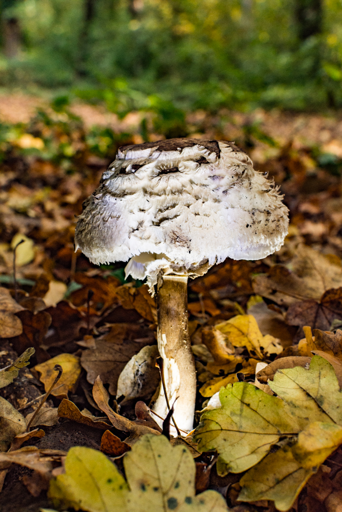 Herbstzeiten