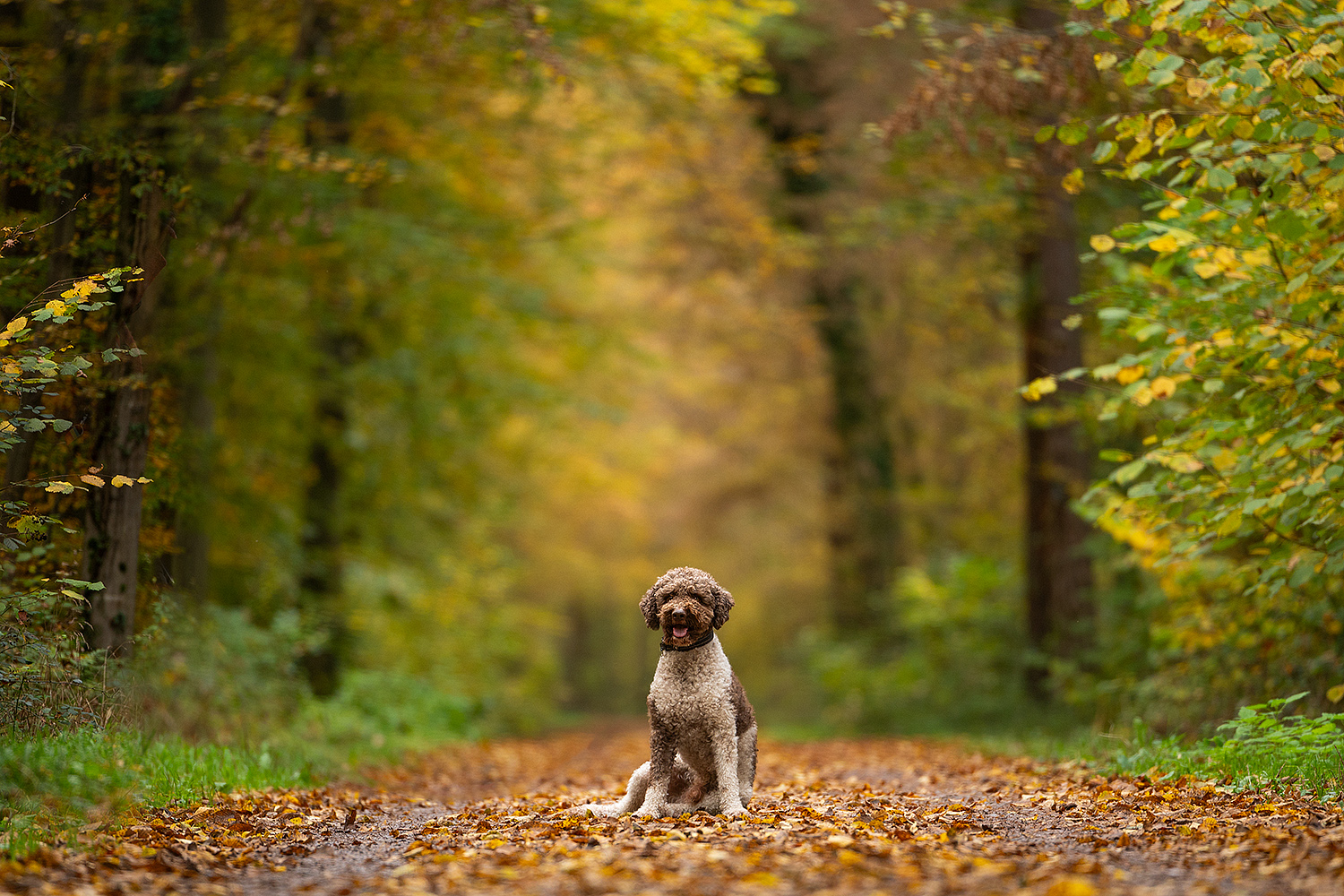 Herbstzeitlooser