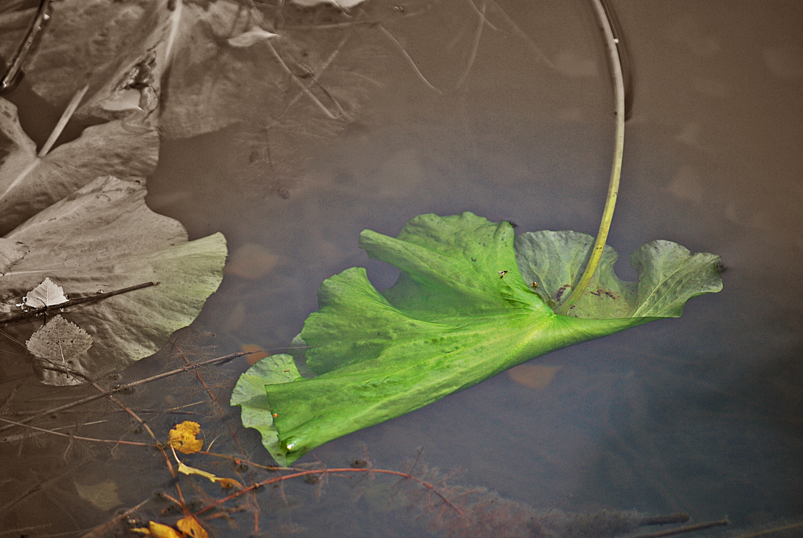 HerbstZeitlos...