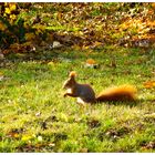 Herbstzeitlos....