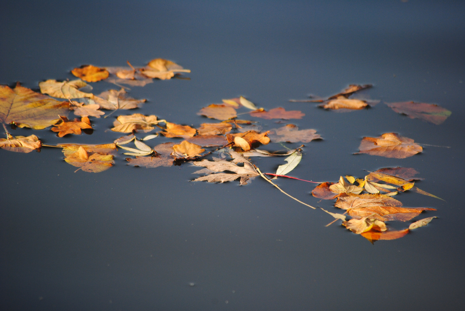 :: Herbstzeitlos ::