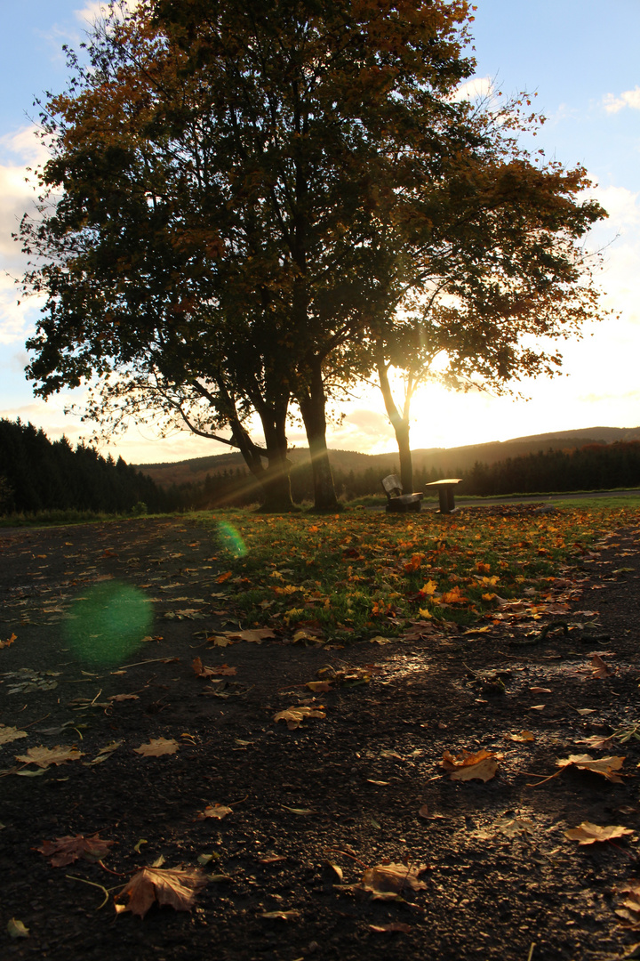 Herbstzeitlos.