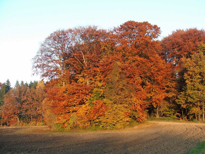 Herbstzeitlos