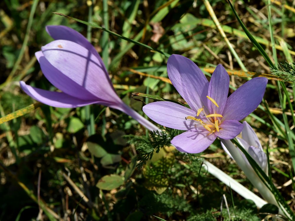 Herbstzeitlose # 6