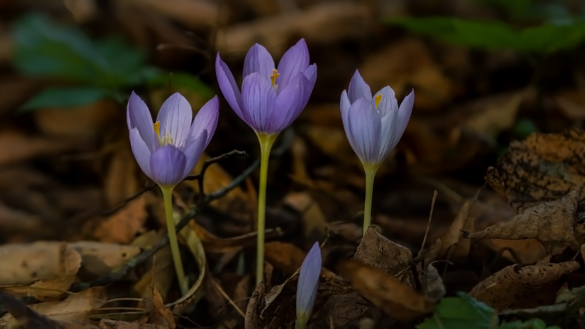 Herbstzeitlose Foto & Bild | natur, blüten, zwiebel Bilder ...
