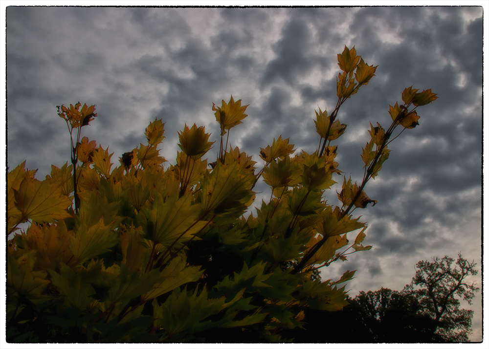 Herbstzeitlose... äh...