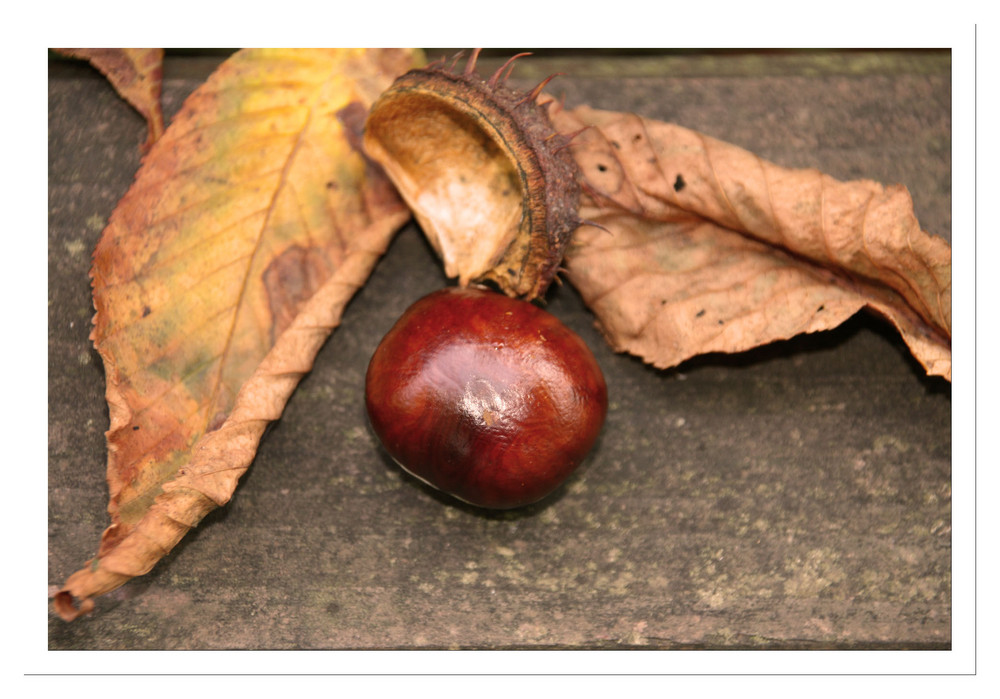 Herbstzeitlose Aufbruchstimmung