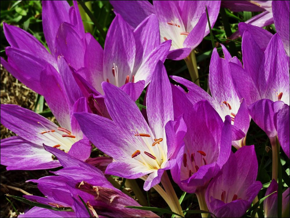 Herbstzeitlose Foto & Bild natur, pflanzen, blüten Bilder auf