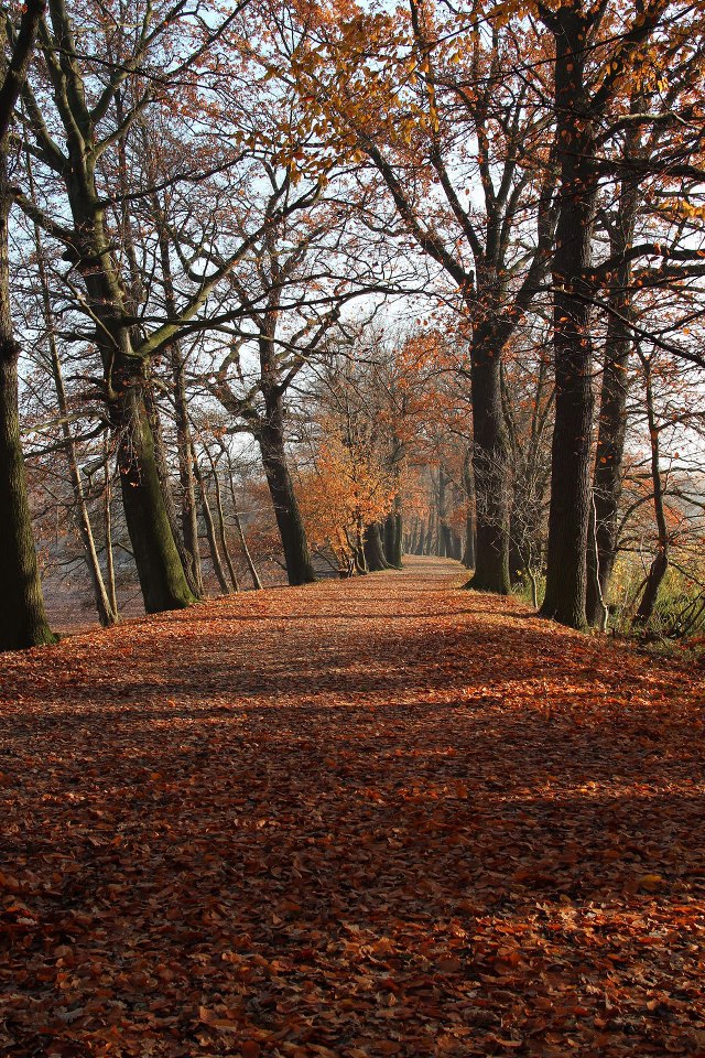 Herbstzeitlose