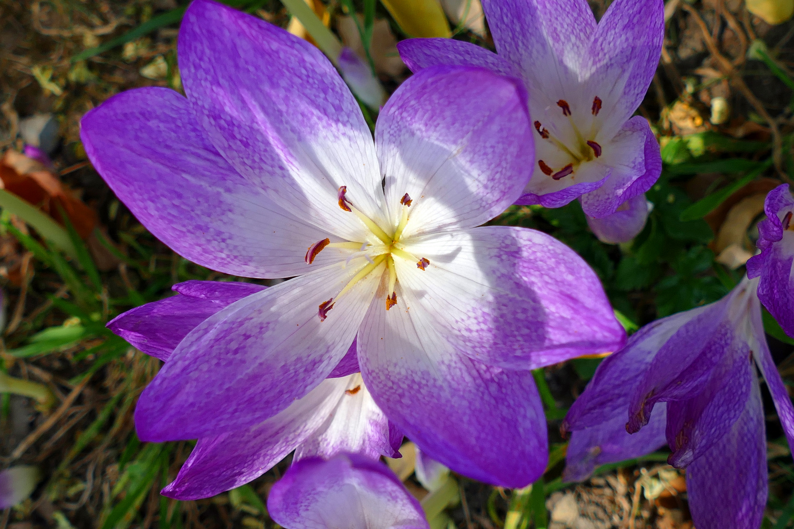 Herbstzeitlose Foto & Bild spezial, natur, pflanzen Bilder auf