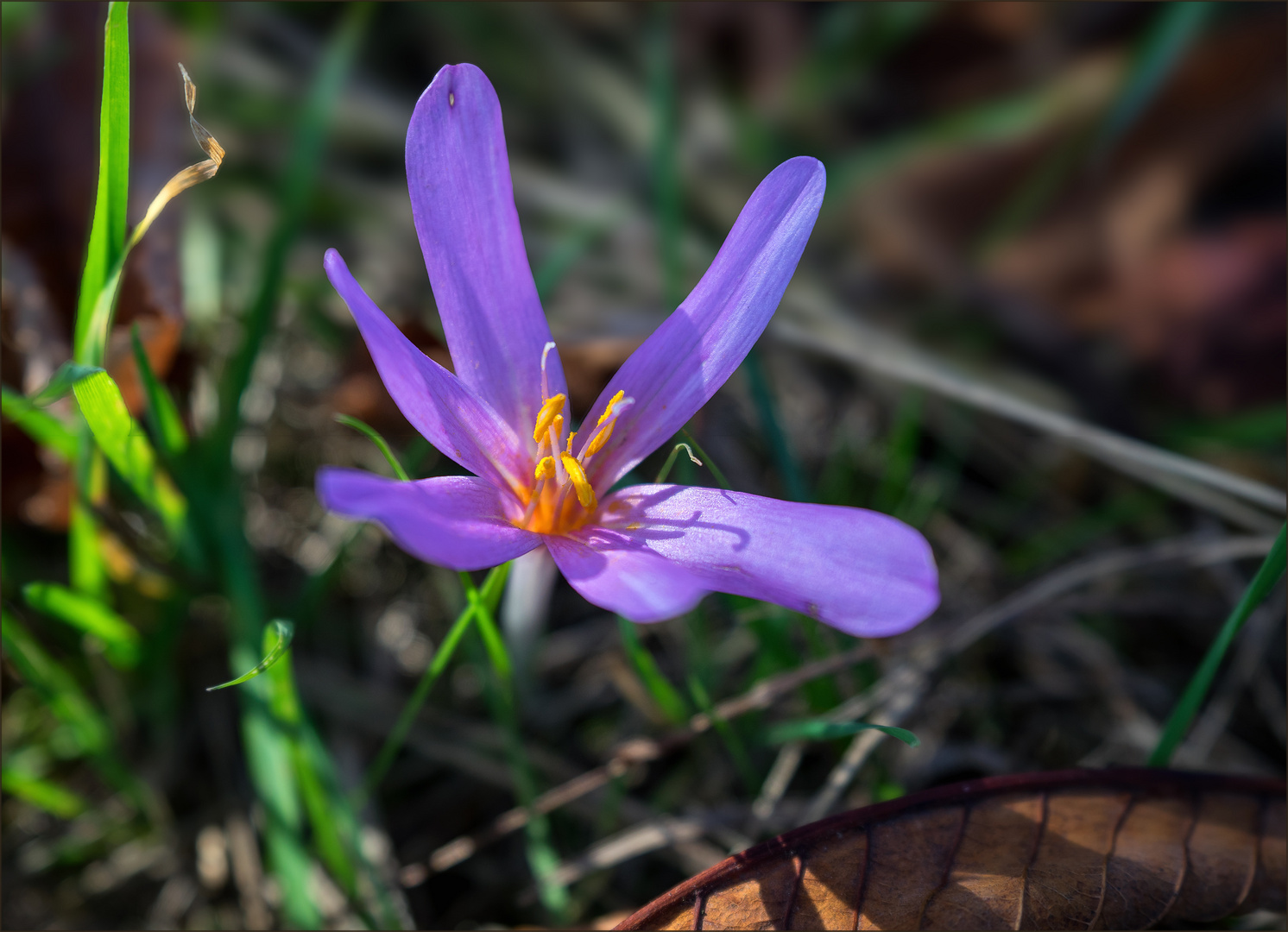 Herbstzeitlose (Colchicum autumnale) 