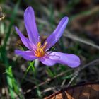 Herbstzeitlose (Colchicum autumnale) 