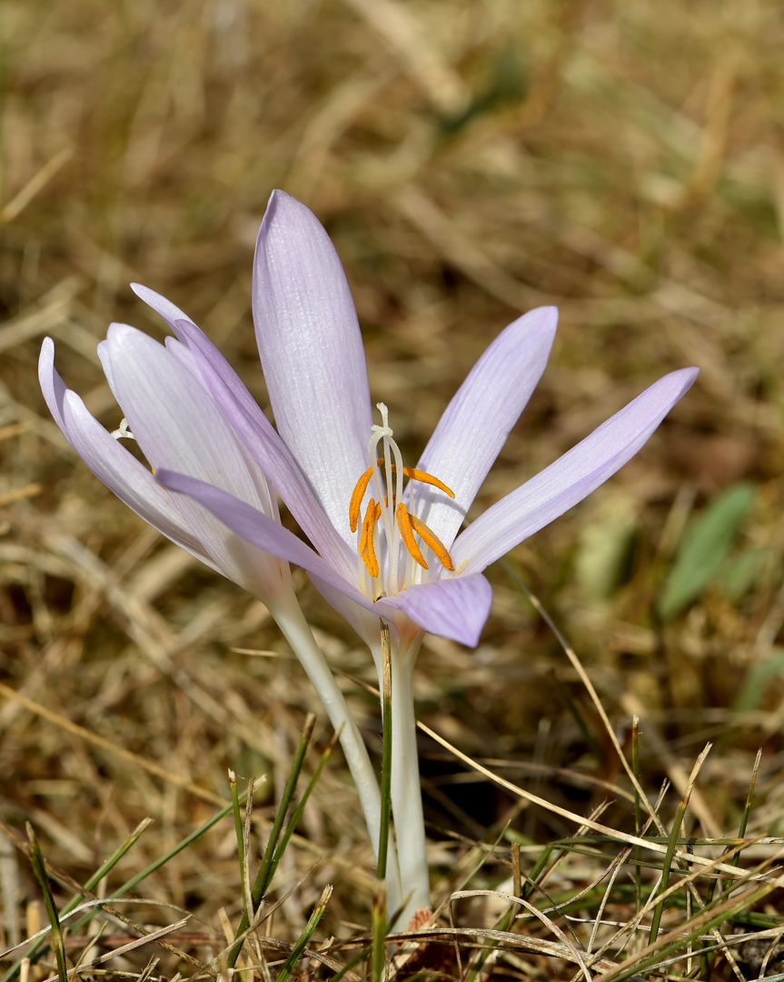 Herbstzeitlose (Colchicum autumnale) #1