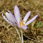 Herbstzeitlose (Colchicum autumnale) #1