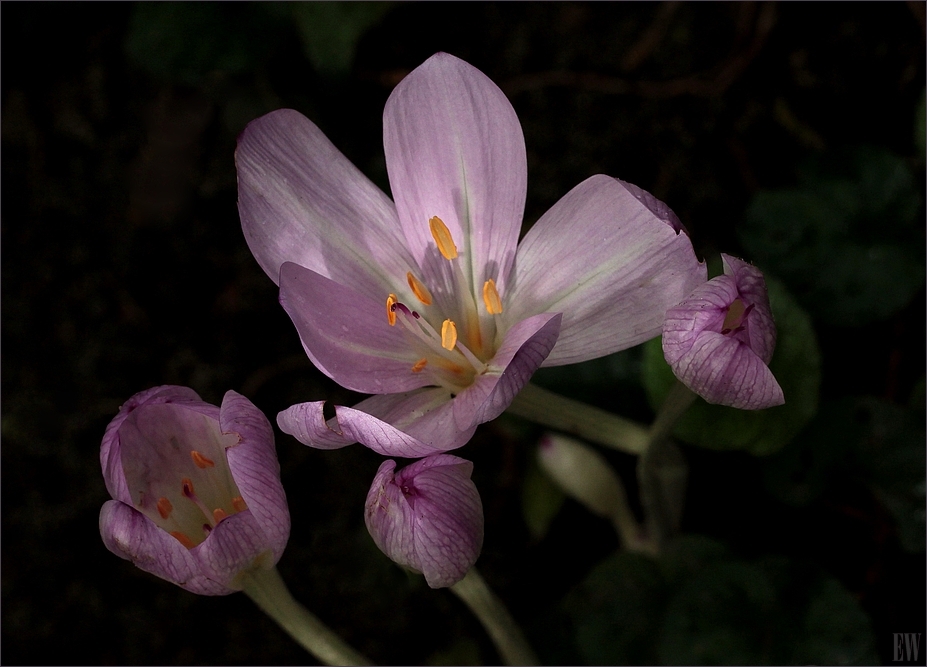 Herbstzeitlose (Colchicum autumnale)...