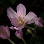 Herbstzeitlose (Colchicum autumnale)...