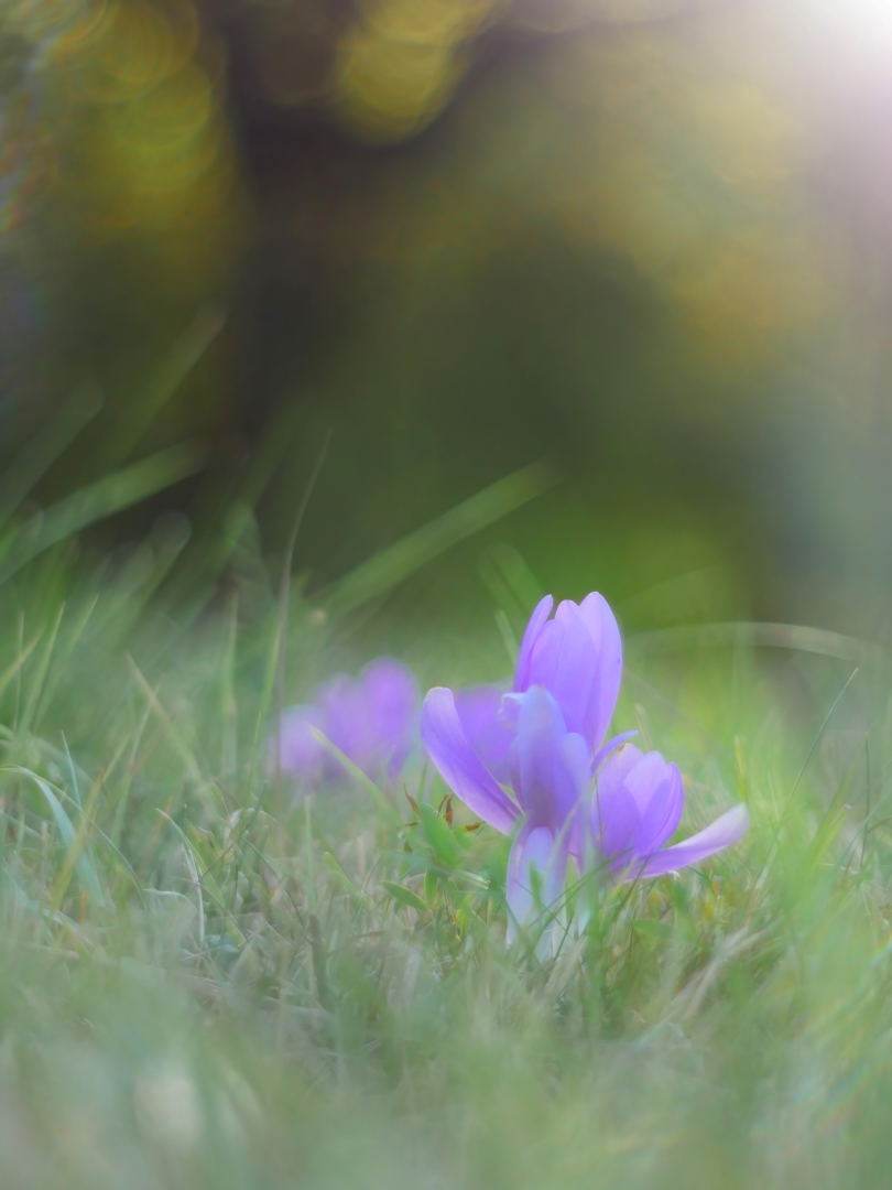  Herbstzeitlose  (Colchicum autumnale)