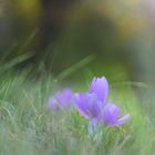  Herbstzeitlose  (Colchicum autumnale)