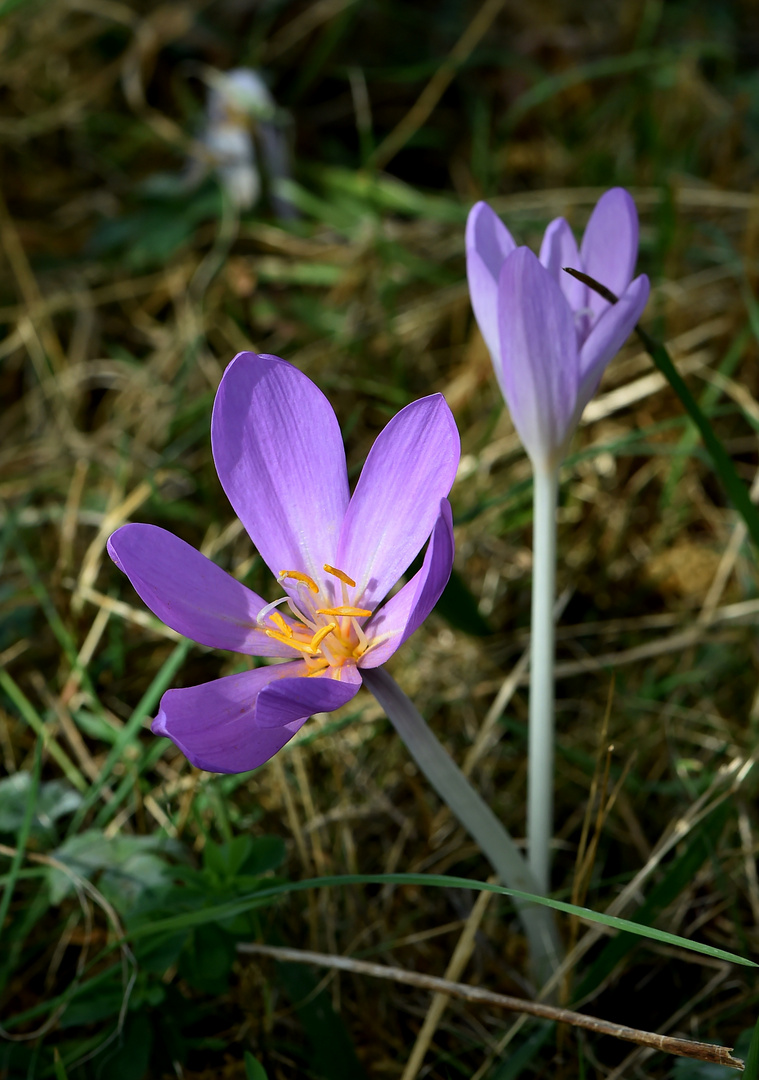 Herbstzeitlose (Colchicum autumnale) #2