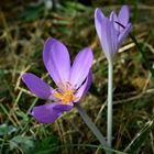 Herbstzeitlose (Colchicum autumnale) #2