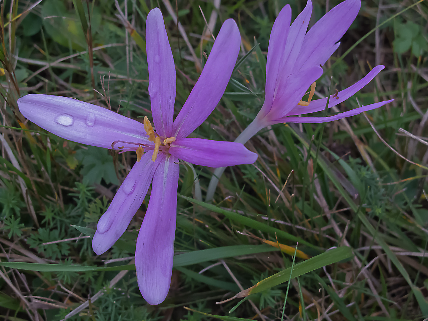 Herbstzeitlose Colchicum autumnale