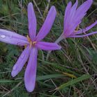 Herbstzeitlose Colchicum autumnale