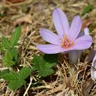 Herbstzeitlose (Colchicum autumnale) #3