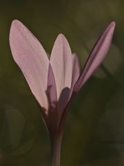 Herbstzeitlose (Colchicum autumnale)