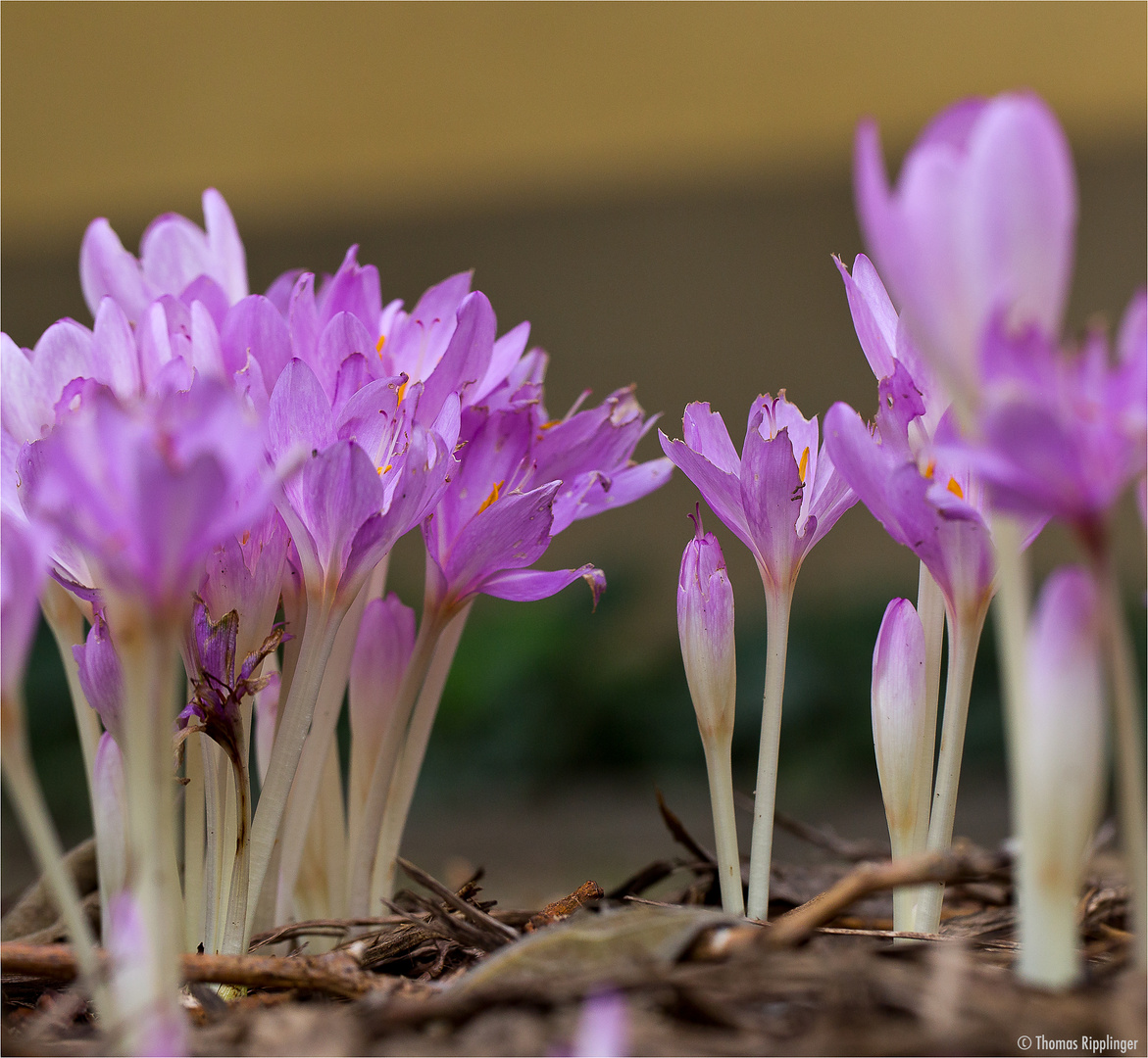 Herbstzeitlose (Colchicum autumnale)..