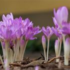 Herbstzeitlose (Colchicum autumnale)..