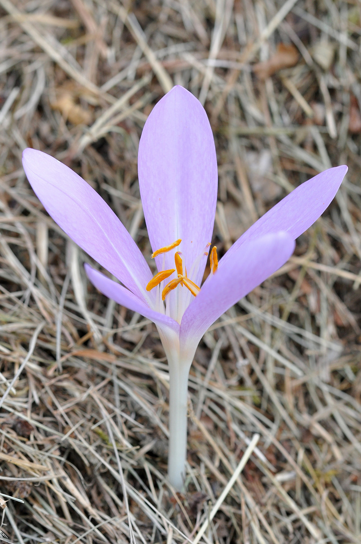 Herbstzeit(lose) (Colchicum autumnale)