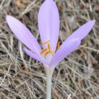 Herbstzeit(lose) (Colchicum autumnale)