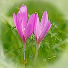 Herbstzeitlose (Colchicum autumnale)