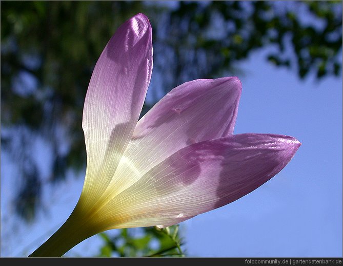 Herbstzeitlose (Colchicum autumnale)