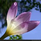 Herbstzeitlose (Colchicum autumnale)