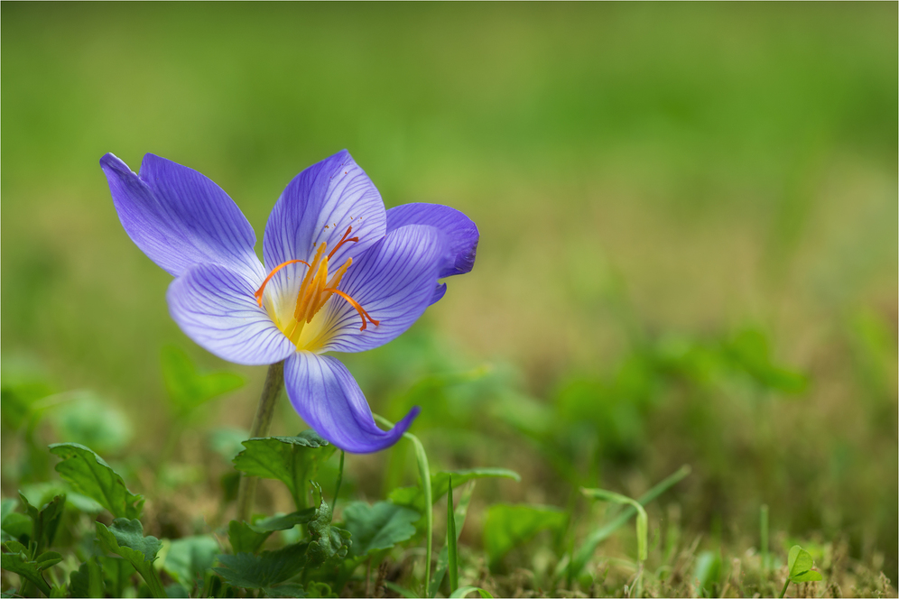 Herbstzeitlose (Colchicum autumnale)