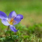 Herbstzeitlose (Colchicum autumnale)