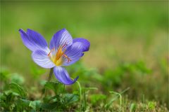 Herbstzeitlose (Colchicum autumnale)