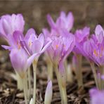 Herbstzeitlose (Colchicum autumnale)