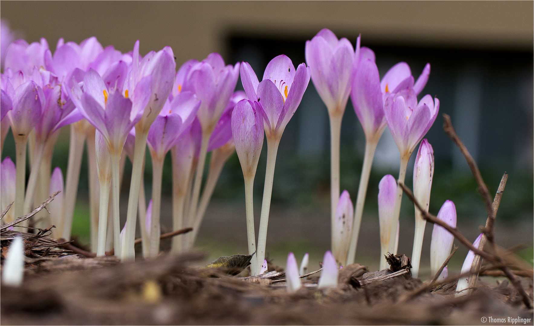 Herbstzeitlose (Colchicum autumnale)...