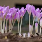 Herbstzeitlose (Colchicum autumnale)...