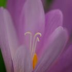 Herbstzeitlose (Colchicum autumnale)