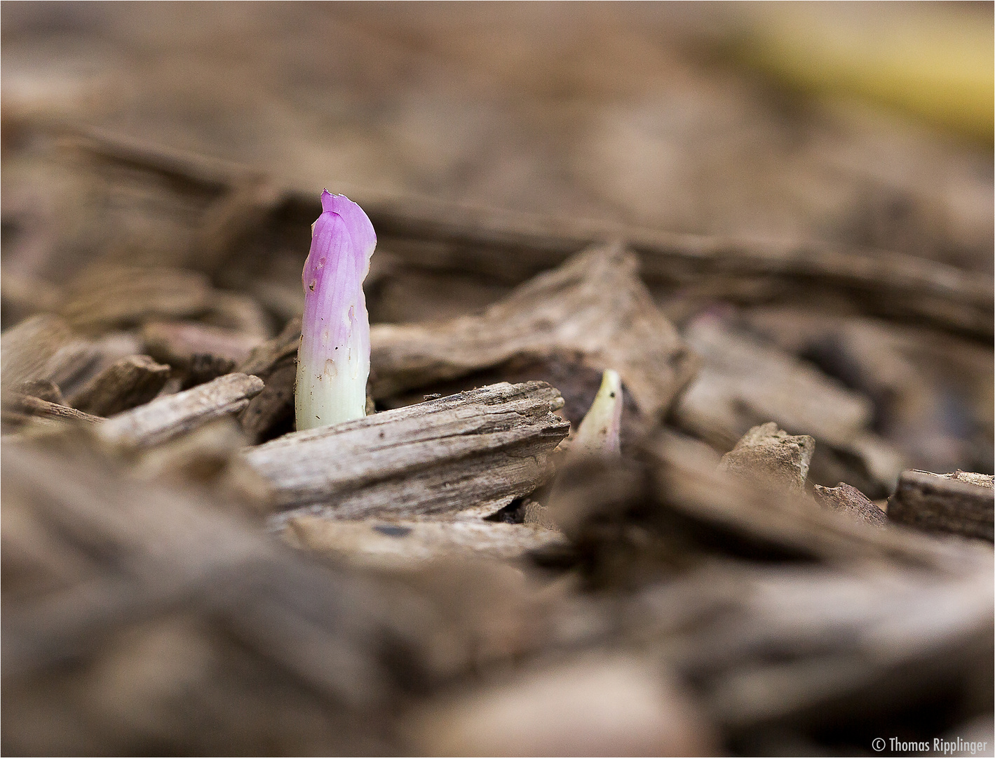 Herbstzeitlose (Colchicum autumnale)....