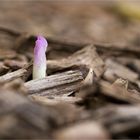 Herbstzeitlose (Colchicum autumnale)....